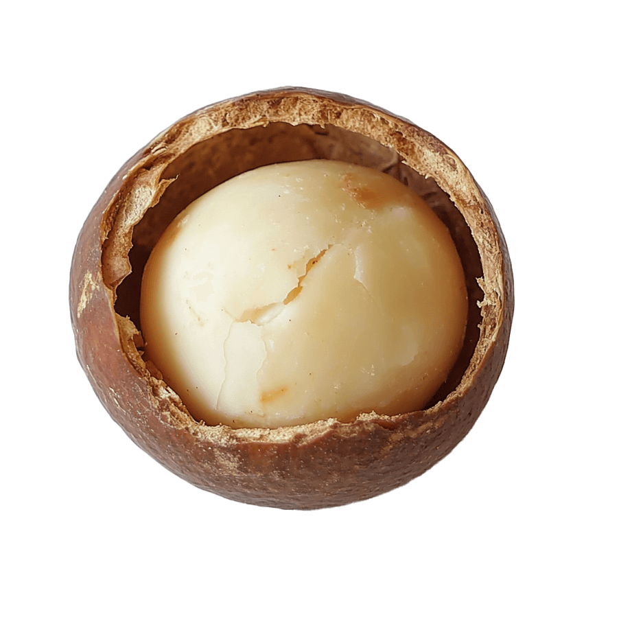 Macadamia