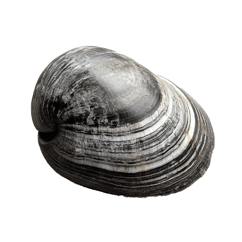 Clam