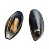 Cozze