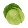 Cabbage