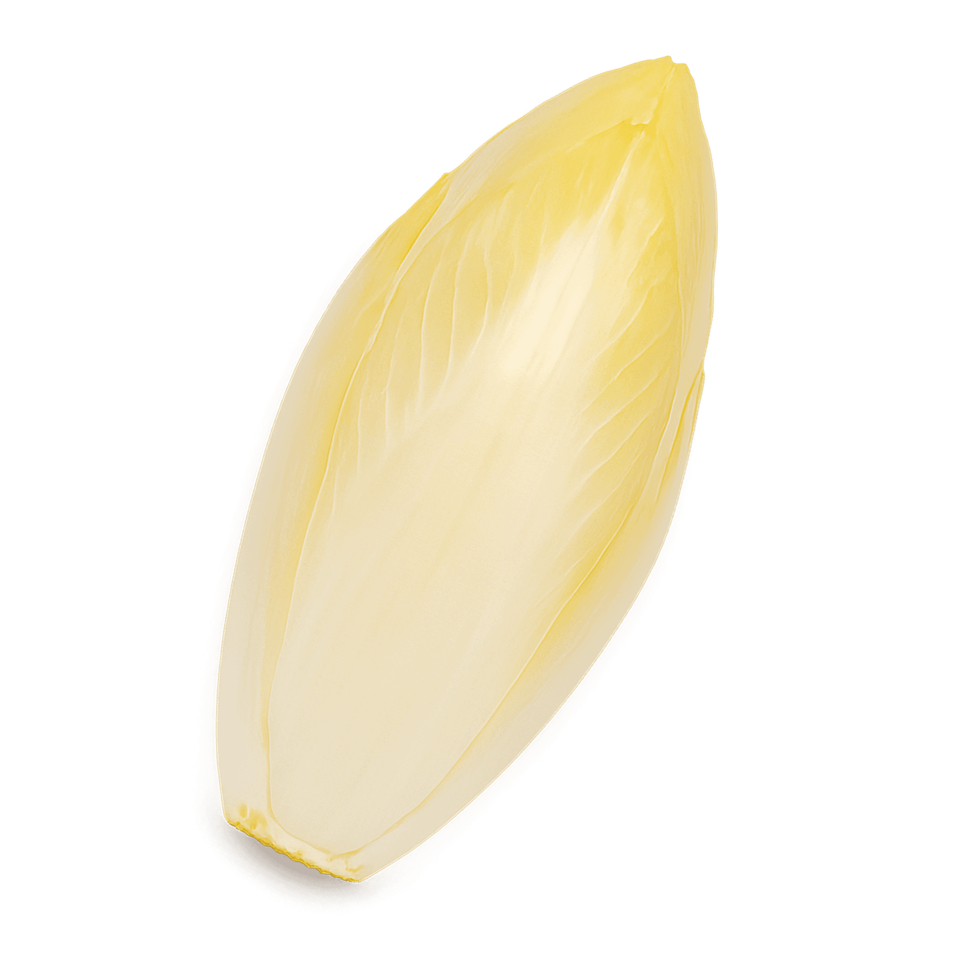 Endive