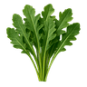 Rucola