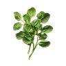 Spinach