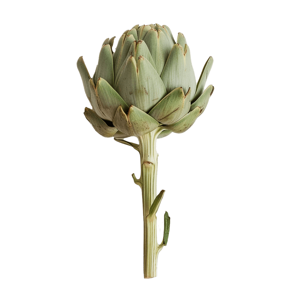 Artichoke