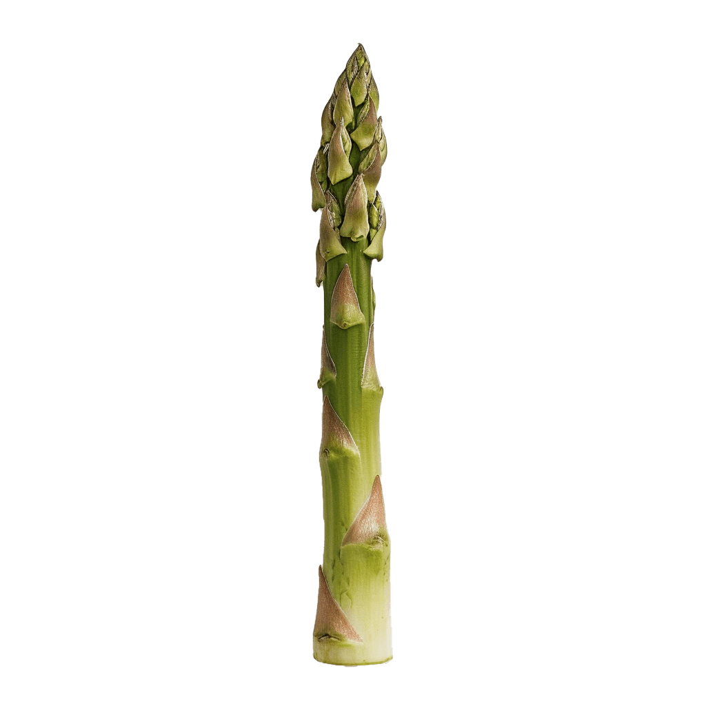 Asparagus