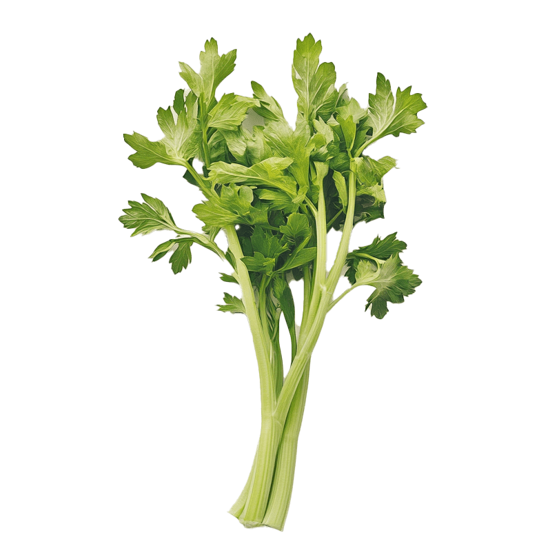 Celery