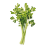 Celery