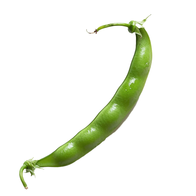 Green bean