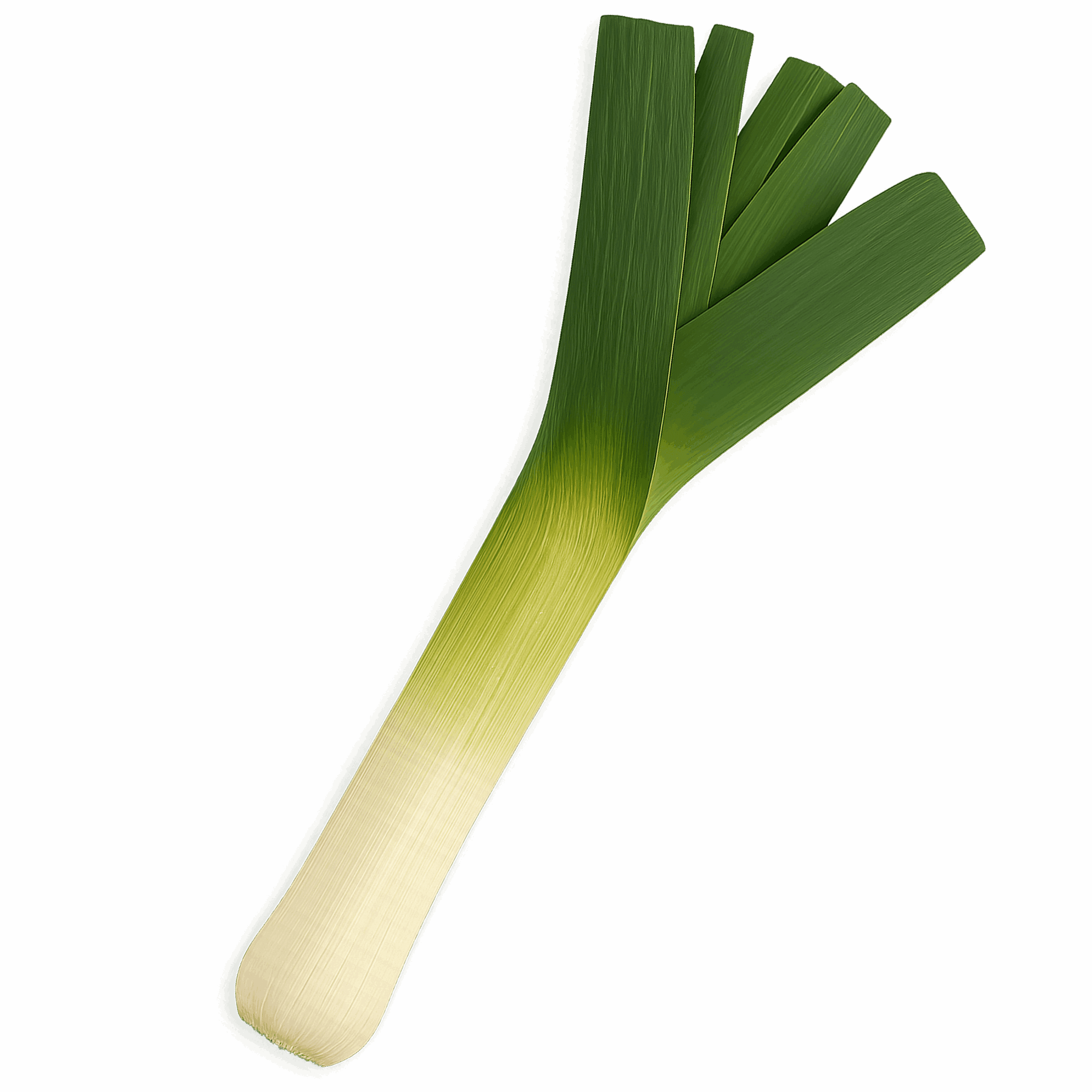 Leek