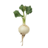 Turnip