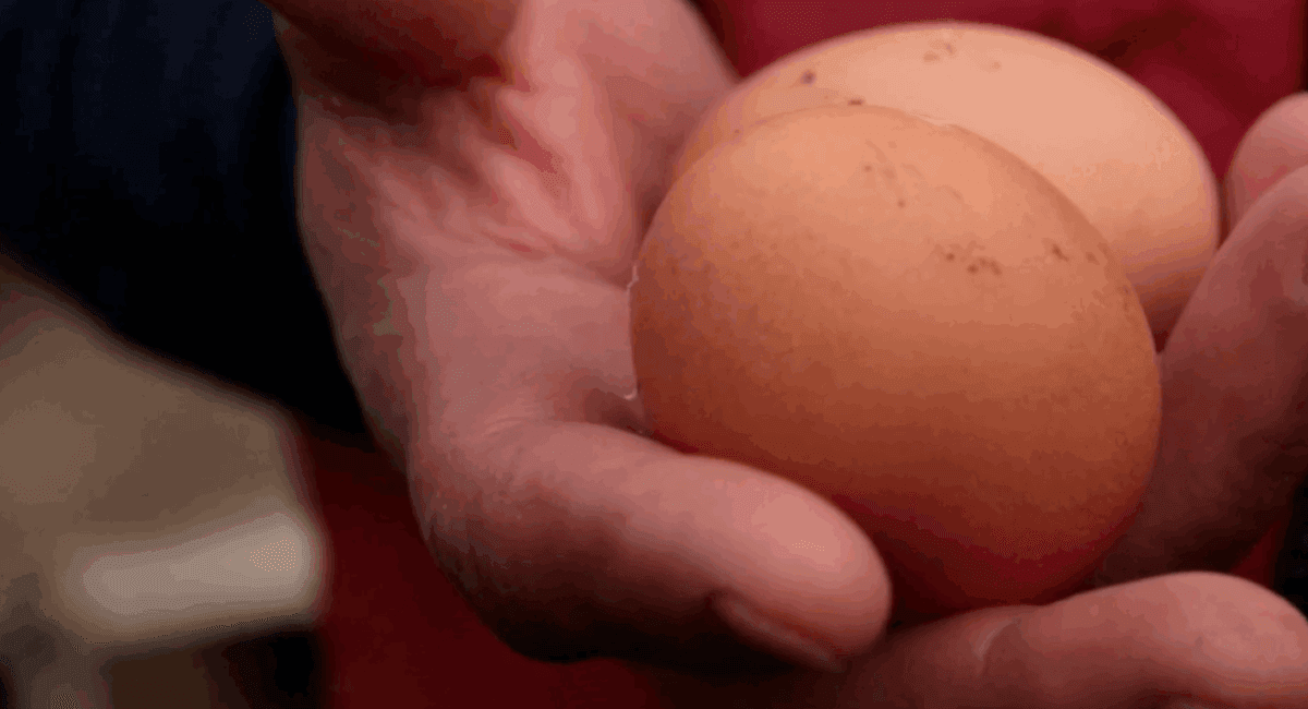 Allevamento Antiche Tradizioni