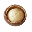 Macadamia